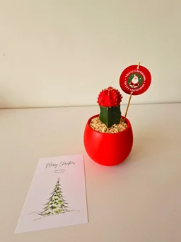 - The image shows a small decorative gift plant: a red, rounded ceramic pot filled with light-colored gravel, housing a short green plant with a red textured top. A tiny round red tag on a stick reads “Merry Christmas” and hangs above the plant.
- Target audience appears unisex, given the neutral holiday décor and small desktop size.
- Visible materials and colors: bright red pot, red textured top, green plant stem, beige gravel; a white holiday greeting card with a drawn Christmas tree sits nearby. Style is festive holiday decor with a minimal, cute tabletop presentation.