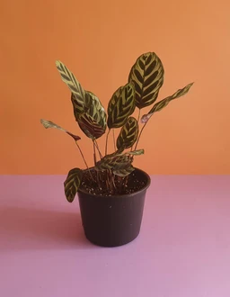 NurseryPlasticPot_1