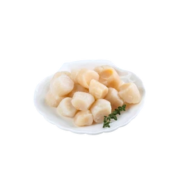 Sea-scallops-2