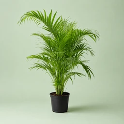 areca-palm-nkhl-aryka-5025016
