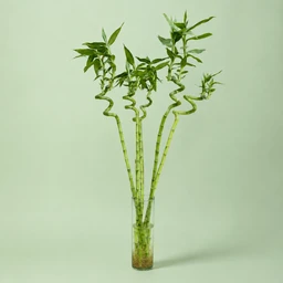 bamboo-bambo-mayy-2313542