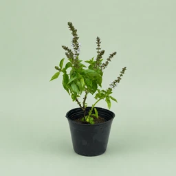basil-ryhan-1008285