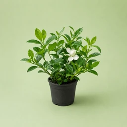 gardenia-gardynya-1417541