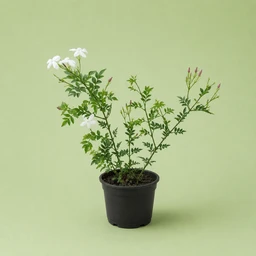 jasmine-yasmyn-bldy-5336824