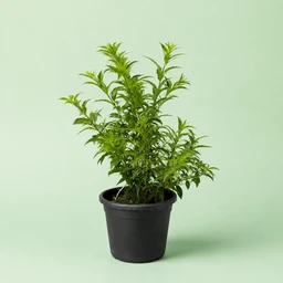 night-jasmine-msk-allyl-3855287