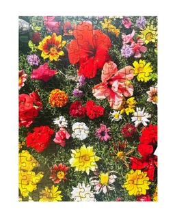 Springz4