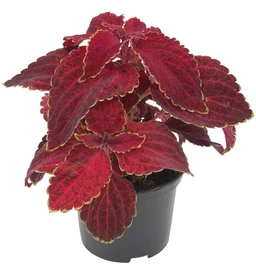 Coleus-Fairway-Red-Velvet