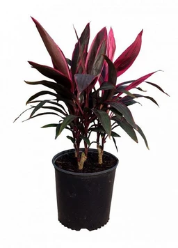 Cordyline-fruticosa