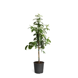 GuavaTree
