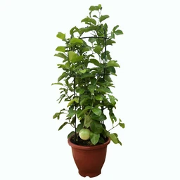 Passion_Fruit1
