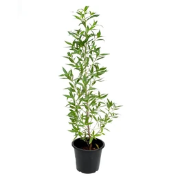 - What it is: A tall potted shrub with slender, woody stems and narrow green leaves, grown in a black plastic nursery pot.
- Audience and styling: Appears unisex; suitable for indoor or outdoor decor due to its upright, airy growth and compact pot.
- Notable attributes: Bright green, lanceolate leaves arranged alternately along branched stems; simple, minimal styling with no flowers visible; neutral white background. No brand visible.