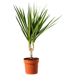 dracaenamarginata5