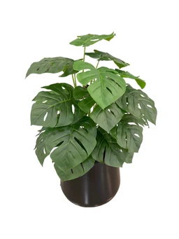 monstera2