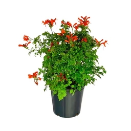 tecomaria