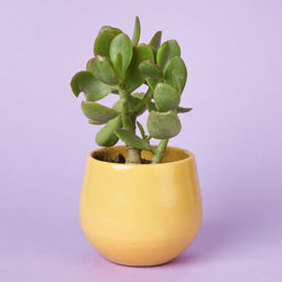 Cactus_Jade_Plant