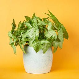 Syngonium-25cm