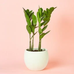 Zamia-14cm