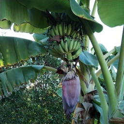 Banana1