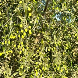 Olives