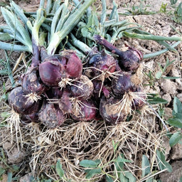 Onion