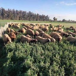 Sheep