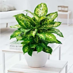 Dieffenbachia-compacta2