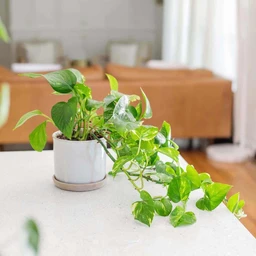 GoldenPothos-1