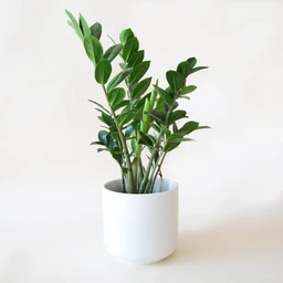 Plants-265_zz_ed89f0f1-cdd0-427a-b928-6377017c683c