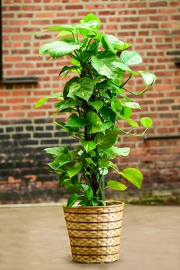Pothos_Tower_Woven_Basket_1200x1200_9d27b95e-da55-4585-ad83-6ab2ab1aeca2