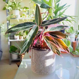- What the product is: A potted tropical plant with variegated leaves, shown in a light-speckled ceramic pot.
- Apparent audience: Unisex (suitable for both men and women who enjoy houseplants).
- Notable attributes visible: Variegated, pink-tinged and greenish leaves with red stems; medium-sized houseplant in a speckled ceramic pot; bright, indoor-sunlight setting. Style is modern, minimalist plant decor.