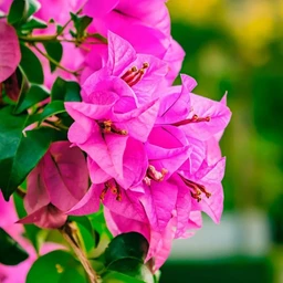 pg-bougainvillea-glabra-pink-800x800-1