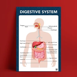 Digestive-system